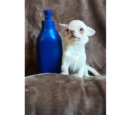 Perros en Venta Maipú Santiago - Fotos de Chihuahua miniatura macho blanco
