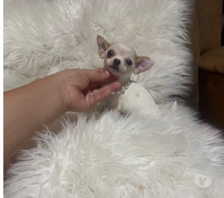 Gatos en Venta Talagante Peñaflor - Fotos de Hembra & macho miniaturas