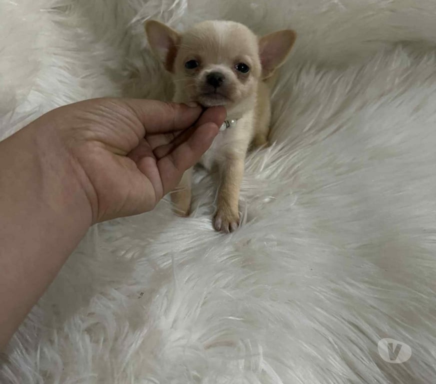 Gatos en Venta Talagante Peñaflor - Fotos de Hembra & macho miniaturas