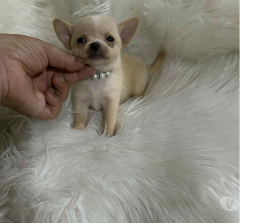 Gatos en Venta Talagante Peñaflor - Fotos de Hembra & macho miniaturas