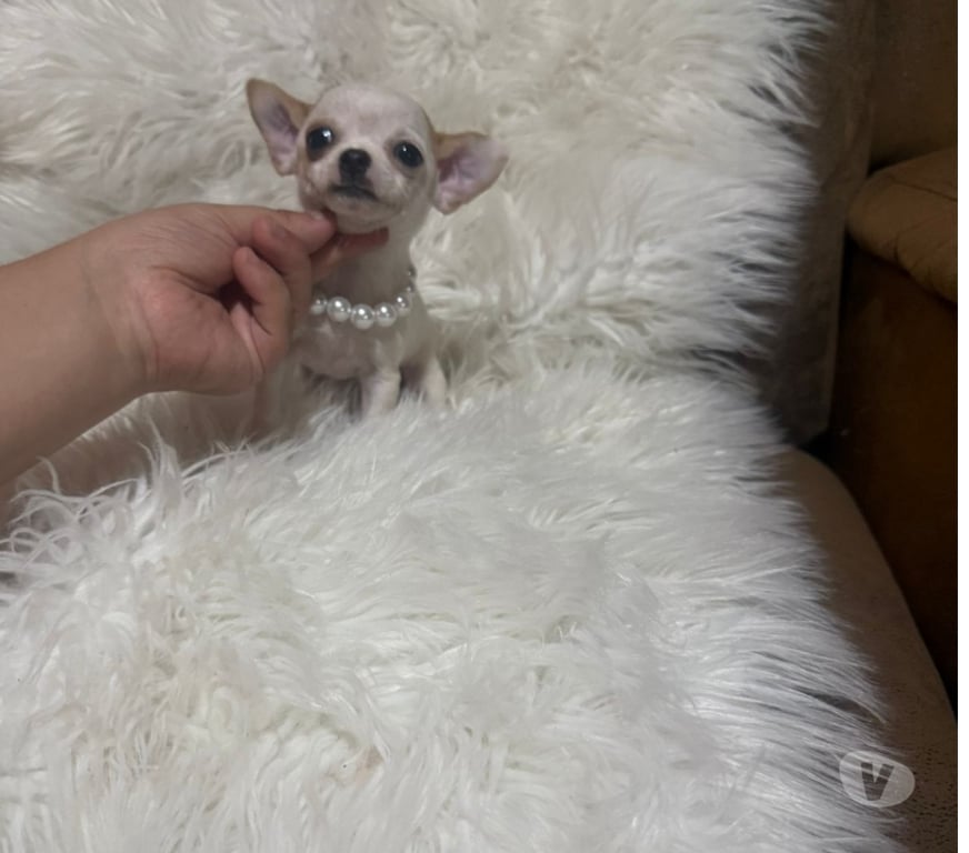 Gatos en Venta Talagante Peñaflor - Fotos de Hembra & macho miniaturas