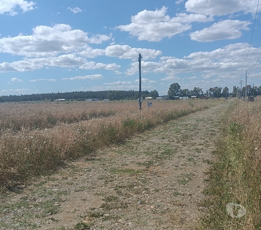 Parcelas en Venta Ñuble Bulnes - Fotos de Parcela Agricola