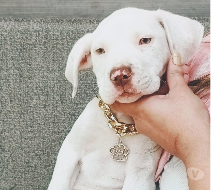 Gatos en Venta Concepción Concepción - Fotos de Cachorros American Pitbull Terrier