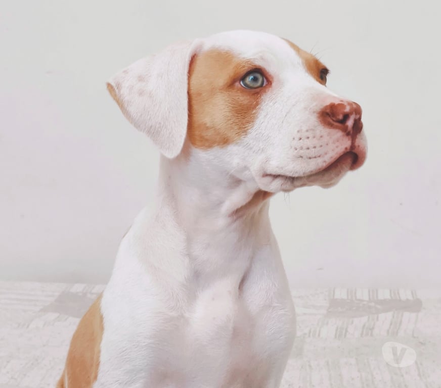 Gatos en Venta Concepción Concepción - Fotos de Cachorros American Pitbull Terrier