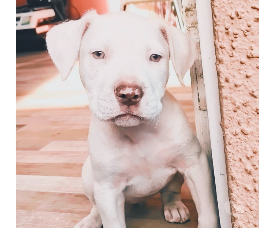 Gatos en Venta Concepción Concepción - Fotos de Cachorros American Pitbull Terrier