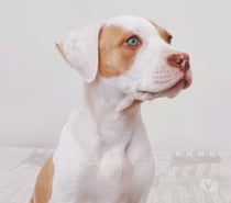 Cachorros American Pitbull Terrier