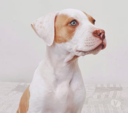 Venta de Mascotas Concepción Concepción - Fotos de Cachorros American Pitbull Terrier