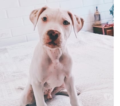 Venta de Mascotas Concepción Concepción - Fotos de Cachorros American Pitbull Terrier