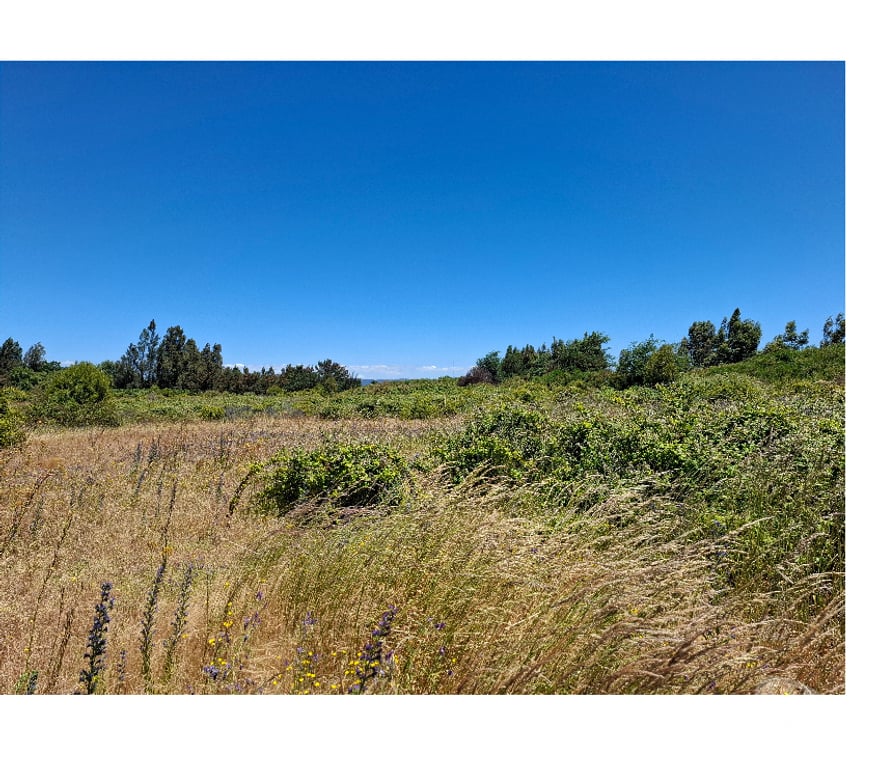 Parcelas en Venta Bío-Bío Los Ángeles - Fotos de ARRIENDO PARCELA 9 HÁS CON CASA Y BODEGA EN LOS ANGELES