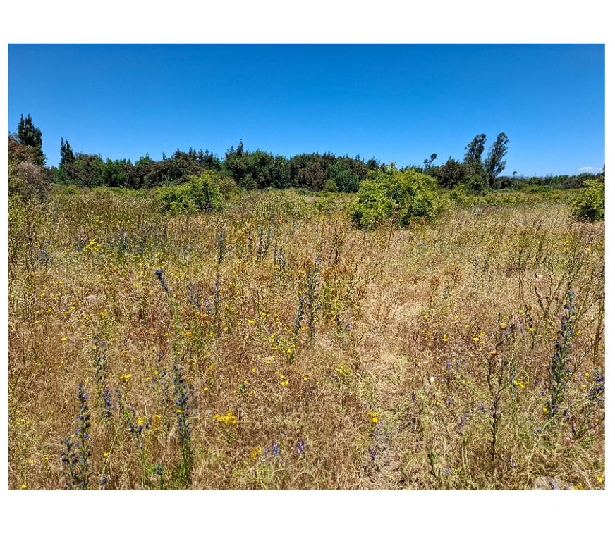 Parcelas en Venta Bío-Bío Los Ángeles - Fotos de ARRIENDO PARCELA 9 HÁS CON CASA Y BODEGA EN LOS ANGELES