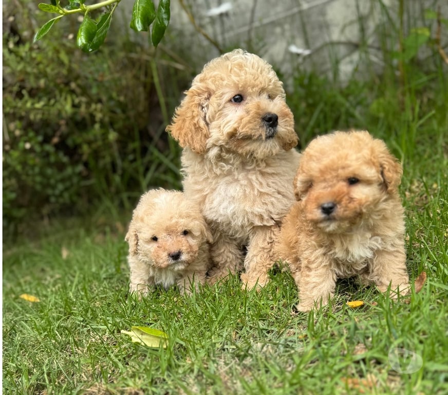 Gatos en Venta Santiago La Cisterna - Fotos de Hermosas micro toys