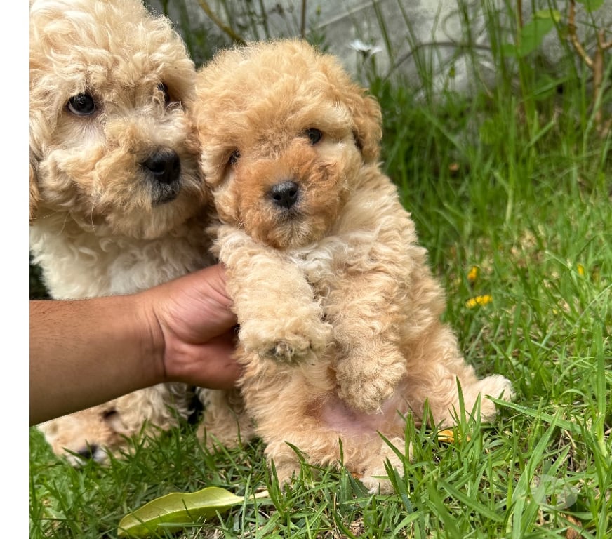 Gatos en Venta Santiago La Cisterna - Fotos de Hermosas micro toys