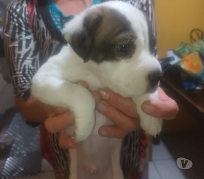 Mascotas Adopción Peñalolén Santiago - Fotos de Regalo perrito mestizo