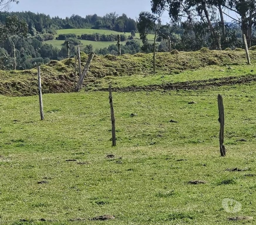 Venta de Haciendas Chiloé Ancud - Fotos de Vende 100hás ganadero semiplano, 65% limpio casa, galpón.