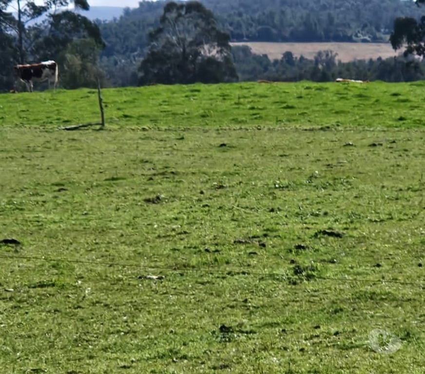 Venta de Haciendas Chiloé Ancud - Fotos de Vende 100hás ganadero semiplano, 65% limpio casa, galpón.