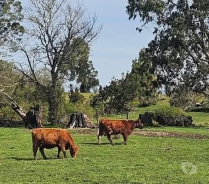 Venta de Haciendas Chiloé Ancud - Fotos de Vende 100hás ganadero semiplano, 65% limpio casa, galpón.