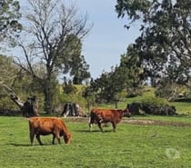 Vende 100hás ganadero semiplano, 65% limpio casa, galpón.