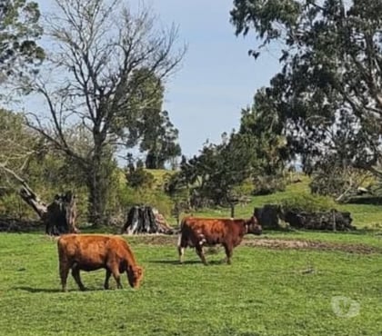 Venta de Haciendas Ancud Chiloé - Fotos de Vende 100hás ganadero semiplano, 65% limpio casa, galpón.