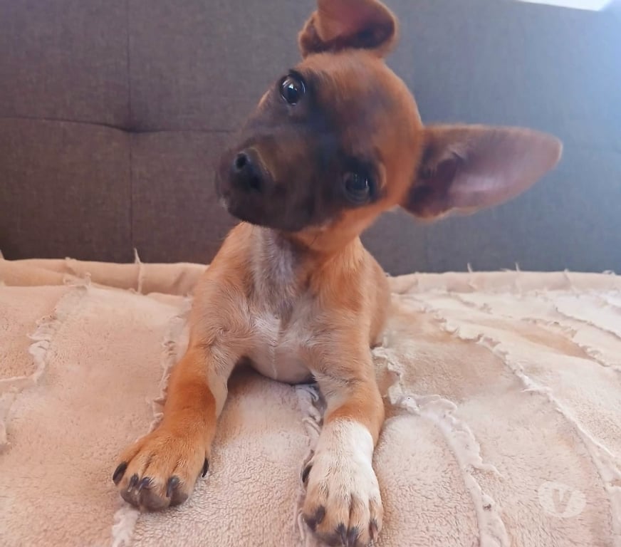 Gatos en Venta Elqui La Serena - Fotos de Chihuahua macho 3 meses Vende o cambia por alimento