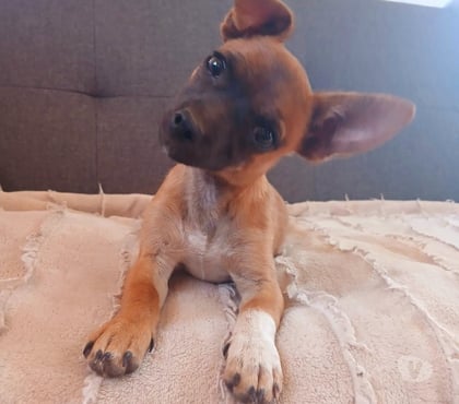 Mascotas en Chile La Serena Elqui - Fotos de Chihuahua macho 3 meses Vende o cambia por alimento