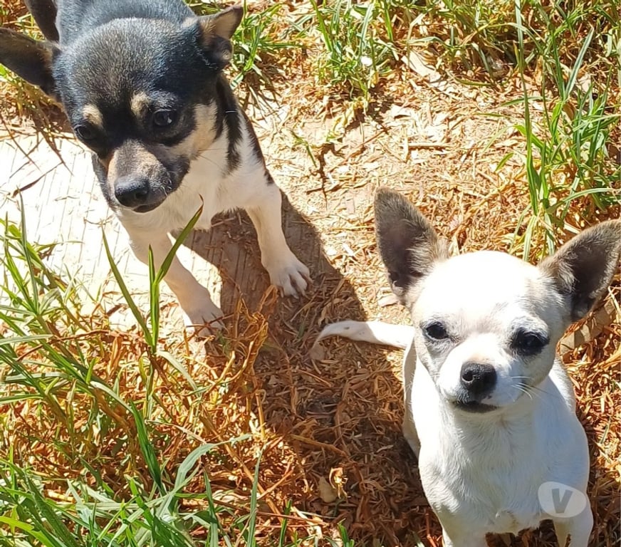 Adopción ed Animales Elqui La Serena - Fotos de Buscan nuevo hogar
