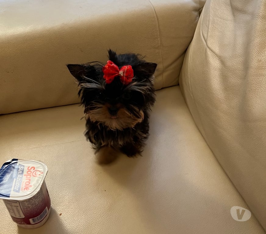 Gatos en Venta Santiago Maipú - Fotos de Vendo Yorkshire ultra ultra micro toy