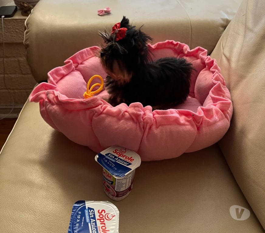 Gatos en Venta Santiago Maipú - Fotos de Vendo Yorkshire ultra ultra micro toy