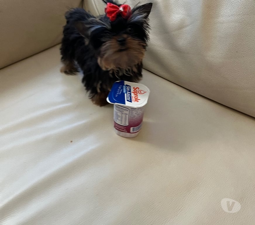 Gatos en Venta Santiago Maipú - Fotos de Vendo Yorkshire ultra ultra micro toy