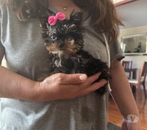 Vendo Yorkshire ultra ultra micro toy