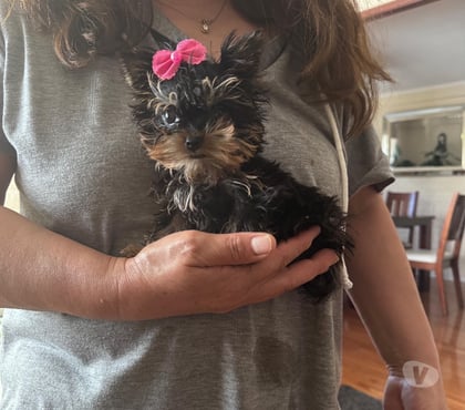 Venta de Mascotas Maipú Santiago - Fotos de Vendo Yorkshire ultra ultra micro toy