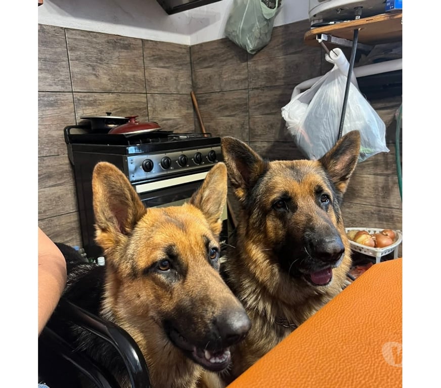 Gatos en Venta Llanquihue Puerto Montt - Fotos de Cachorros pastor alemán