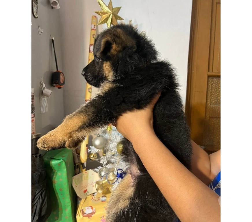 Gatos en Venta Llanquihue Puerto Montt - Fotos de Cachorros pastor alemán