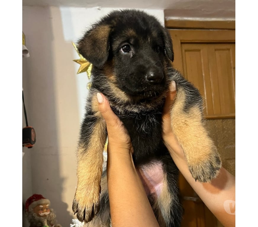Gatos en Venta Llanquihue Puerto Montt - Fotos de Cachorros pastor alemán