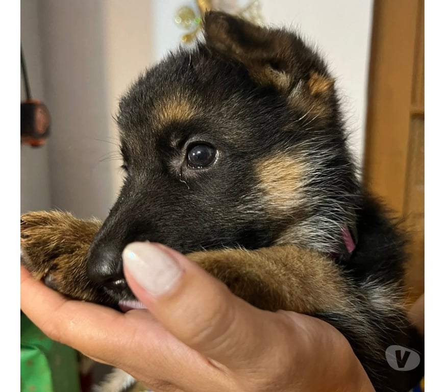 Gatos en Venta Llanquihue Puerto Montt - Fotos de Cachorros pastor alemán