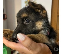 Cachorros pastor alemán