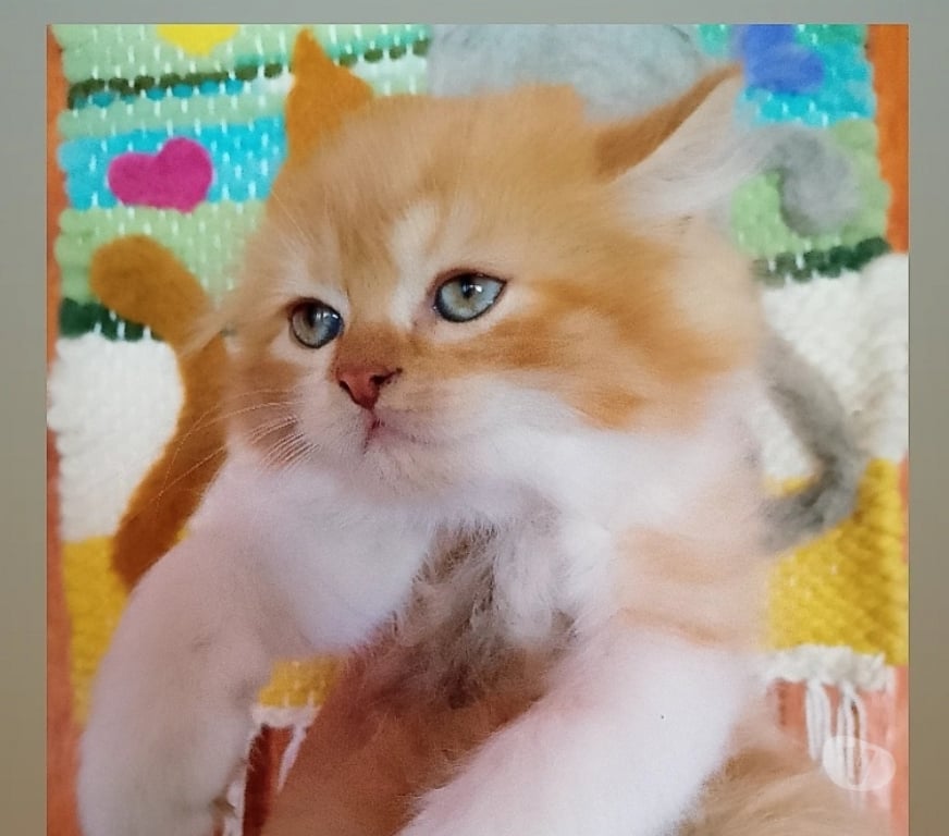 Gatos en Venta Cauquenes Cauquenes - Fotos de Gatos persa hembra y macho