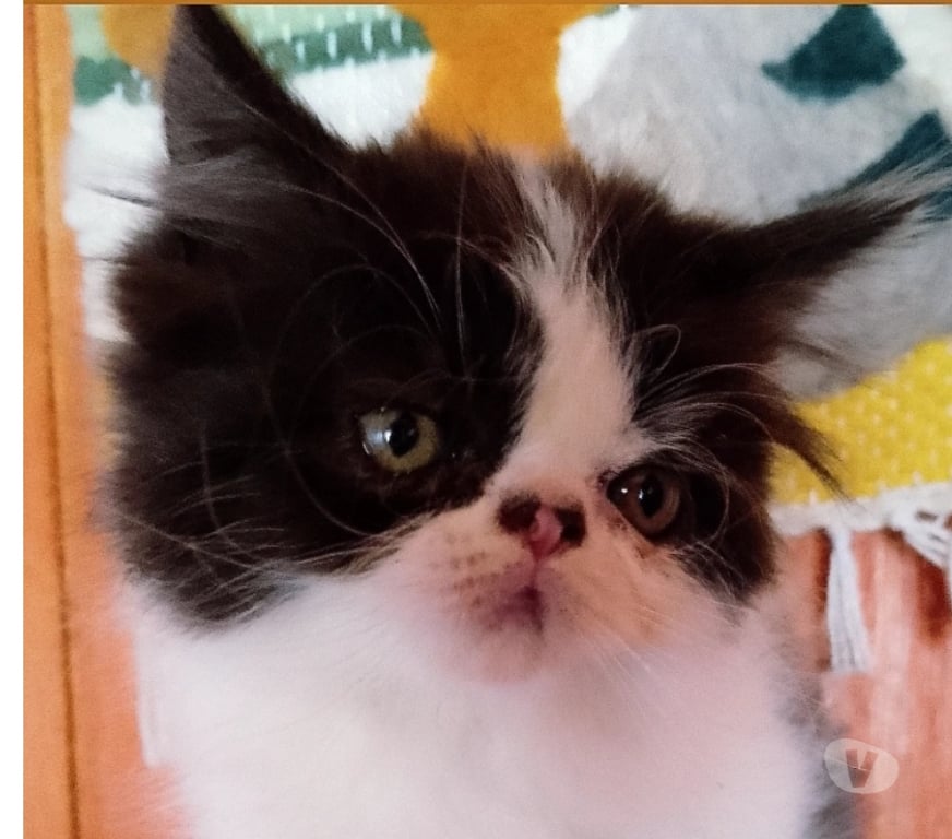 Gatos en Venta Cauquenes Cauquenes - Fotos de Gatos persa hembra y macho