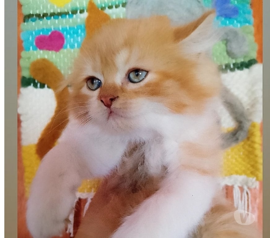 Gatos en Venta Cauquenes Cauquenes - Fotos de Gatos persa hembra y macho