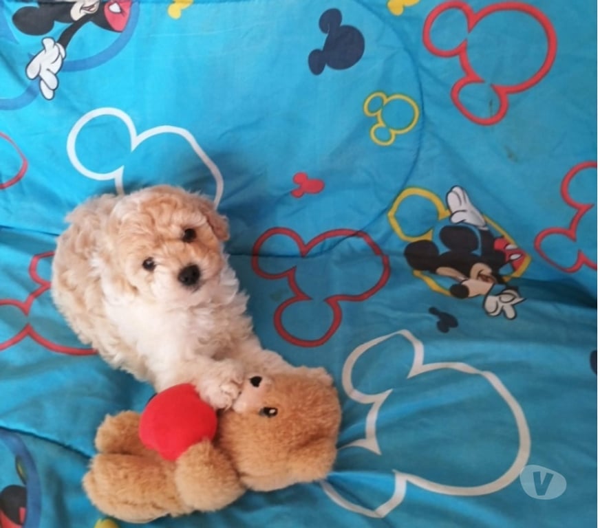 Gatos en Venta Valparaíso Villa Alemana - Fotos de Hermosa cachorrita Poodle