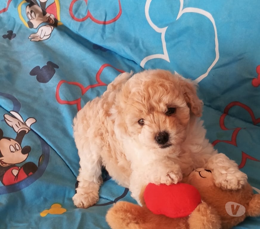 Gatos en Venta Valparaíso Villa Alemana - Fotos de Hermosa cachorrita Poodle