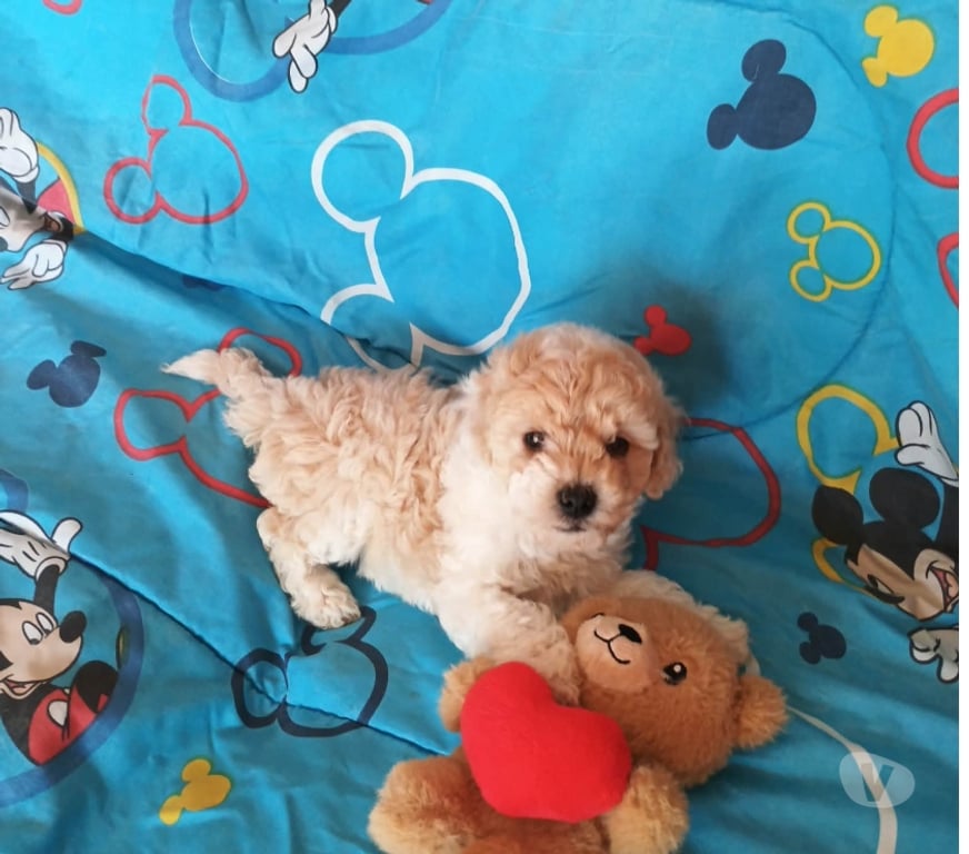 Gatos en Venta Valparaíso Villa Alemana - Fotos de Hermosa cachorrita Poodle