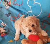 Hermosa cachorrita Poodle
