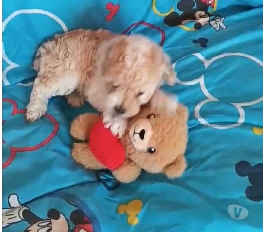 Gatos en Venta Valparaíso Villa Alemana - Fotos de Adorable cachorrita Poodle