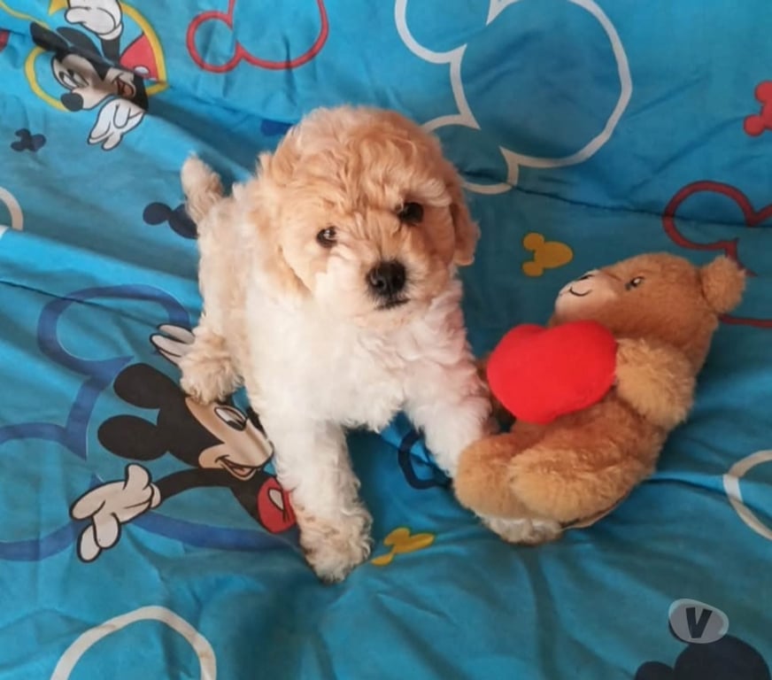 Gatos en Venta Valparaíso Villa Alemana - Fotos de Adorable cachorrita Poodle