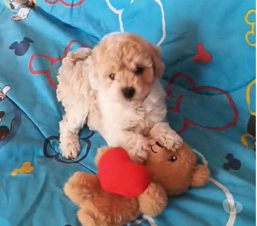 Gatos en Venta Valparaíso Villa Alemana - Fotos de Adorable cachorrita Poodle