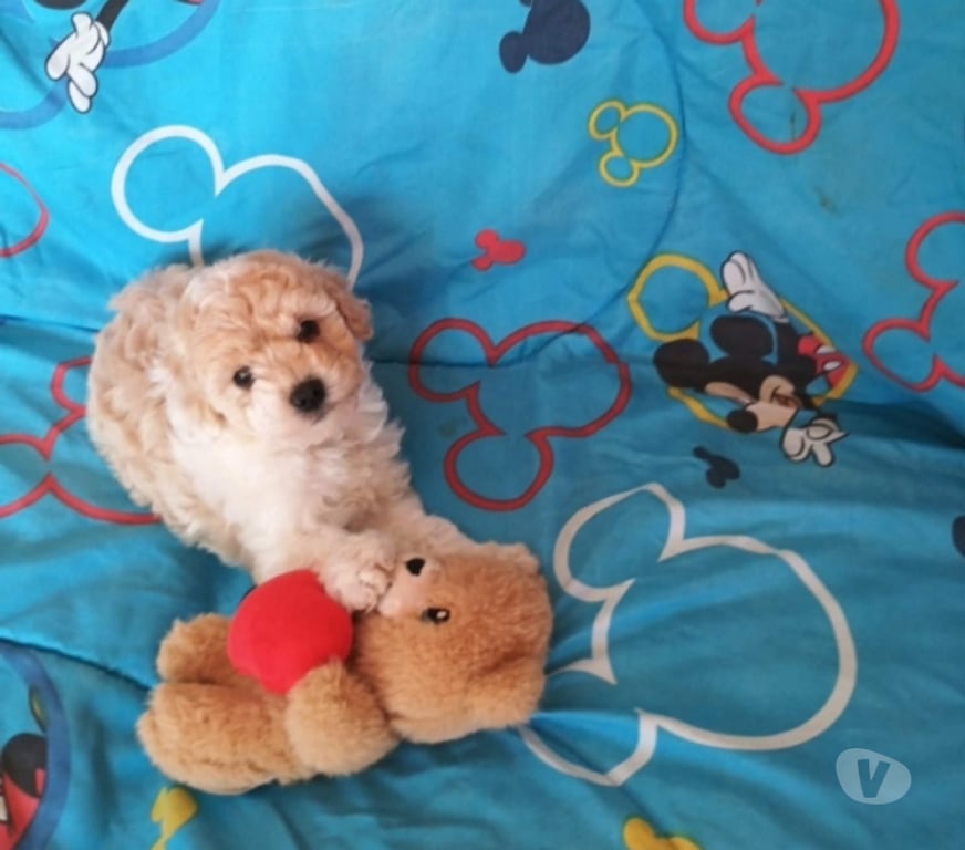 Gatos en Venta Valparaíso Villa Alemana - Fotos de Adorable cachorrita Poodle