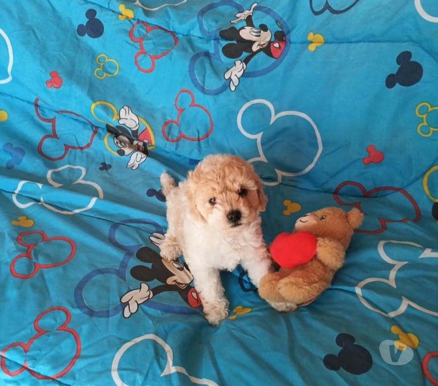 Gatos en Venta Valparaíso Villa Alemana - Fotos de Adorable cachorrita Poodle