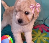 Adorable cachorrita Poodle