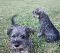 Cachorros Schnauzer