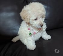 Poodle hembra toy